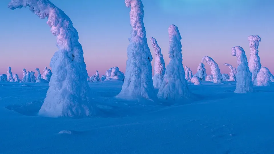 Alberi innevati sotto l'aurora boreale